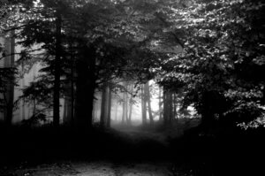 nebliger wald