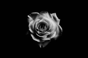 Rosenblüte schwarz weiß auf schwarzem Hintergrund