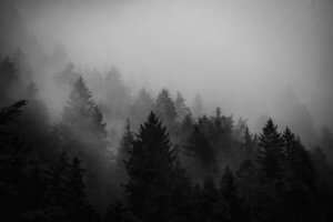 nebliger wald